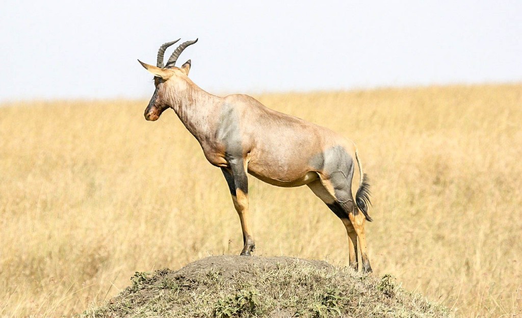 antilope parc national du Faro