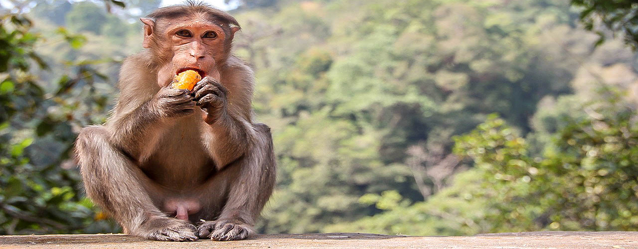 Primates du parc national