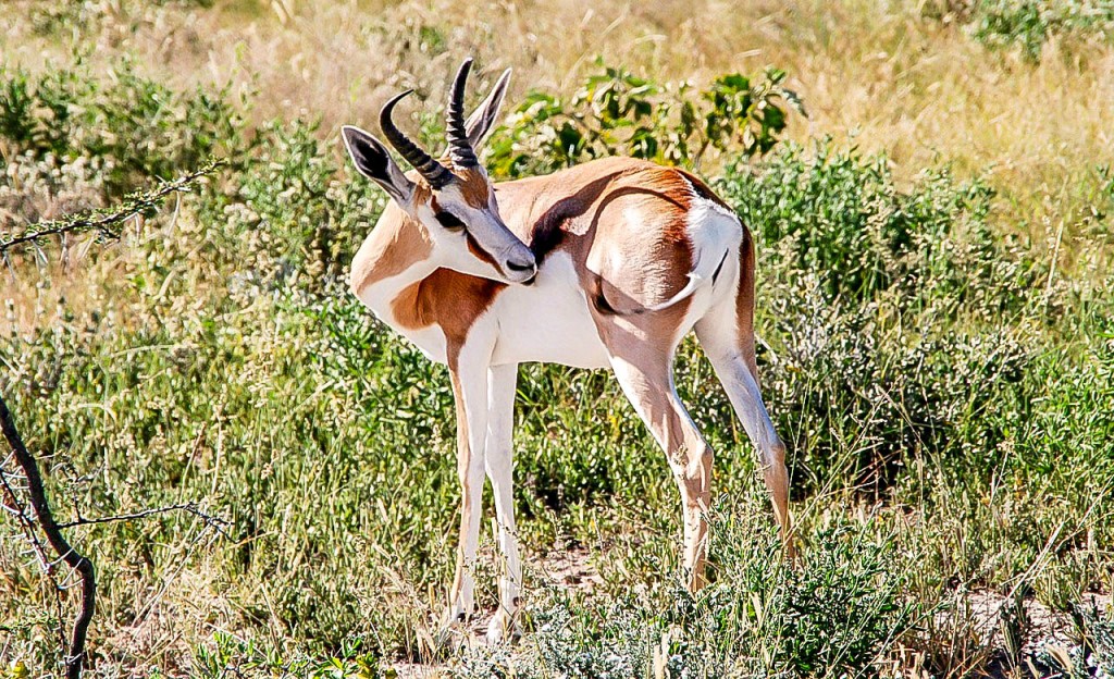 Parc national du Cameroun