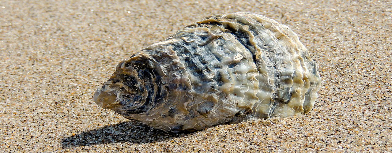 Coquillage des plages de Kribi