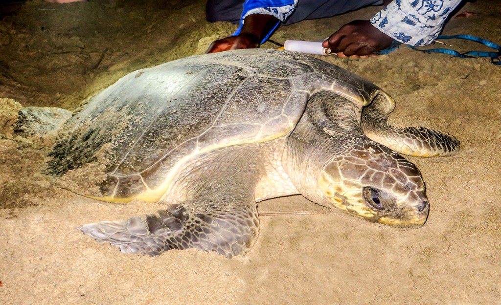 Tortues marine Ebodje