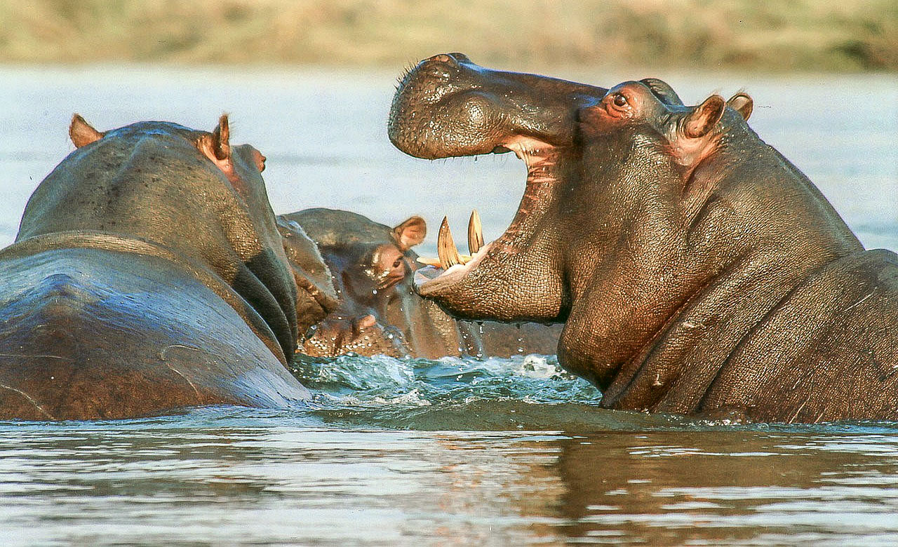 Hippopotames au Cameroun