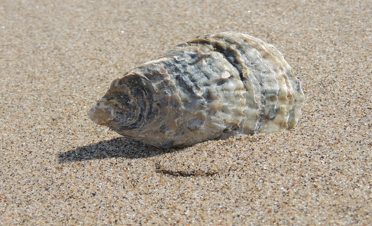 coquillage plage au Cameroun