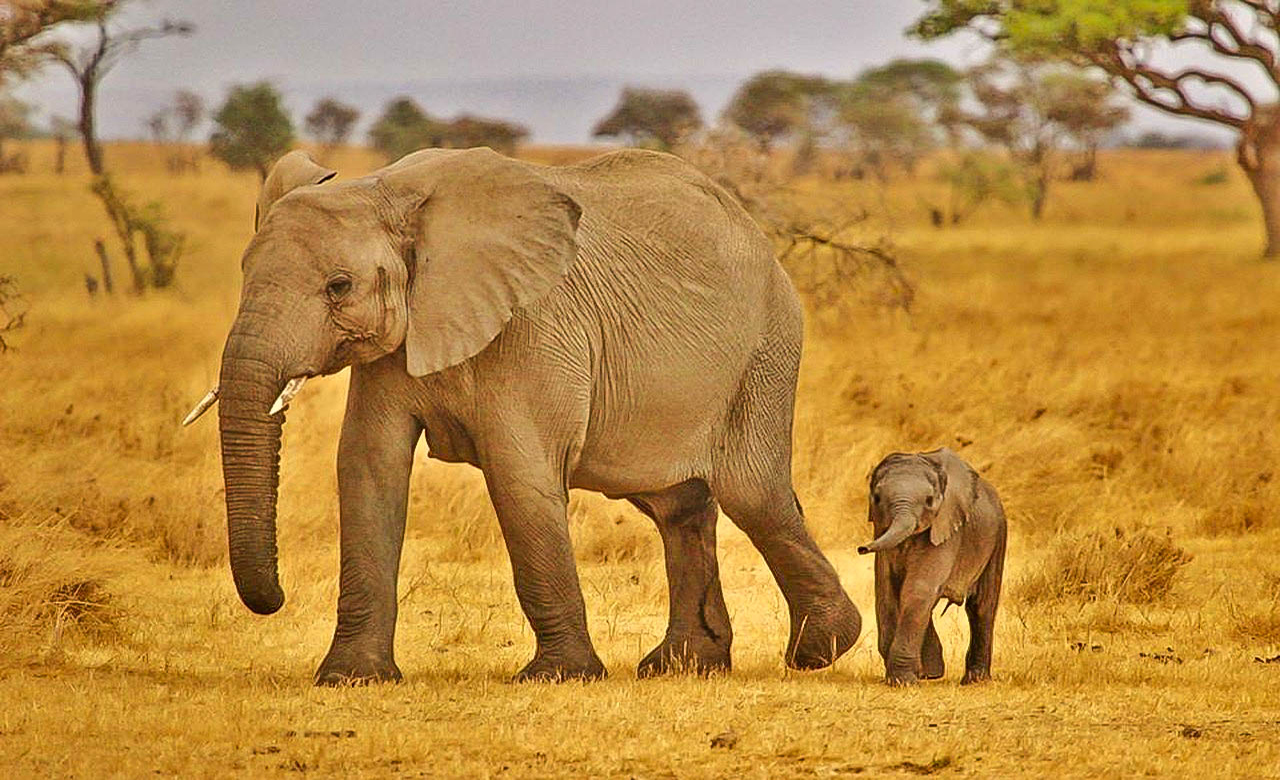 Famille d'elephants au Cameroun