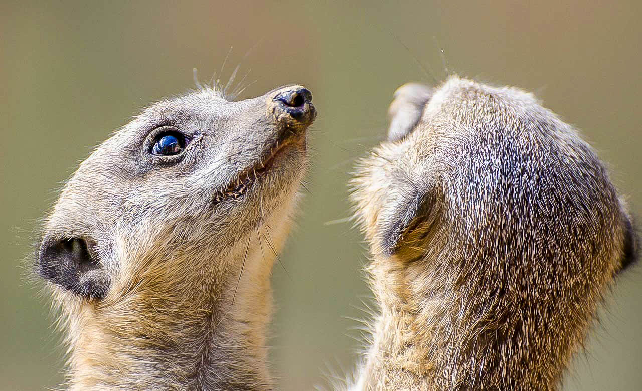 Animaux au Cameroun