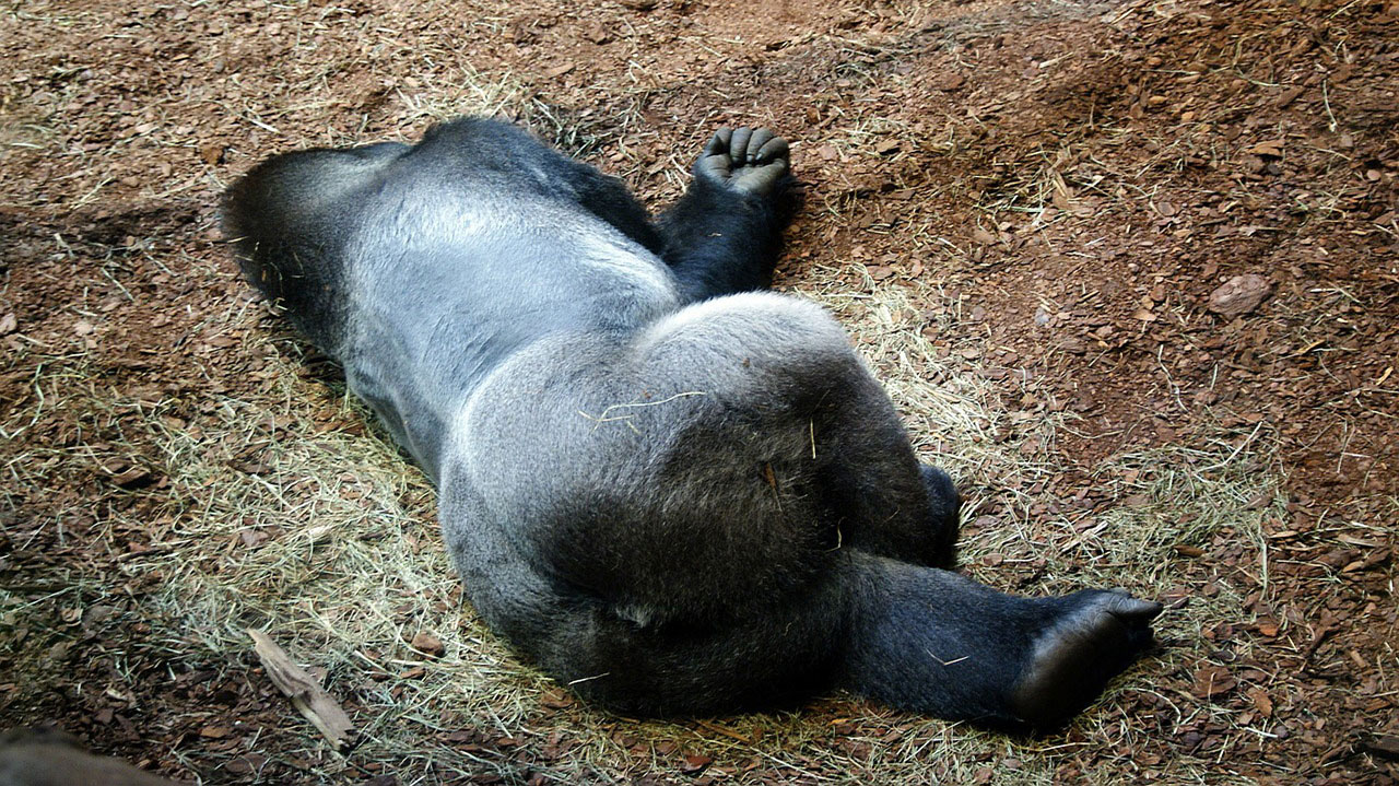 Gorille au Cameroun