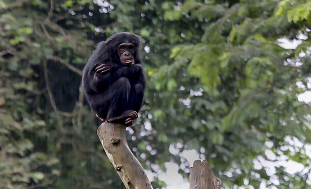 Parc National de Nki et Boumba Bek