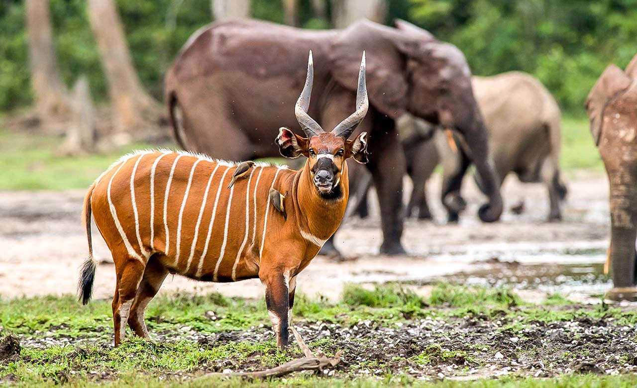 Parc National de Lobeke