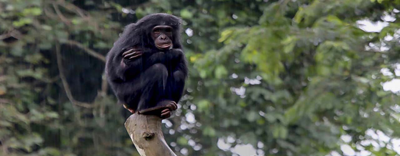 Parc National de Nki et Boumba Bek